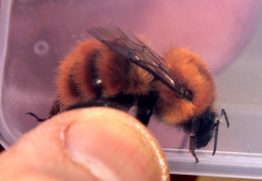 Qualcuno mi sa dire che bombo �?